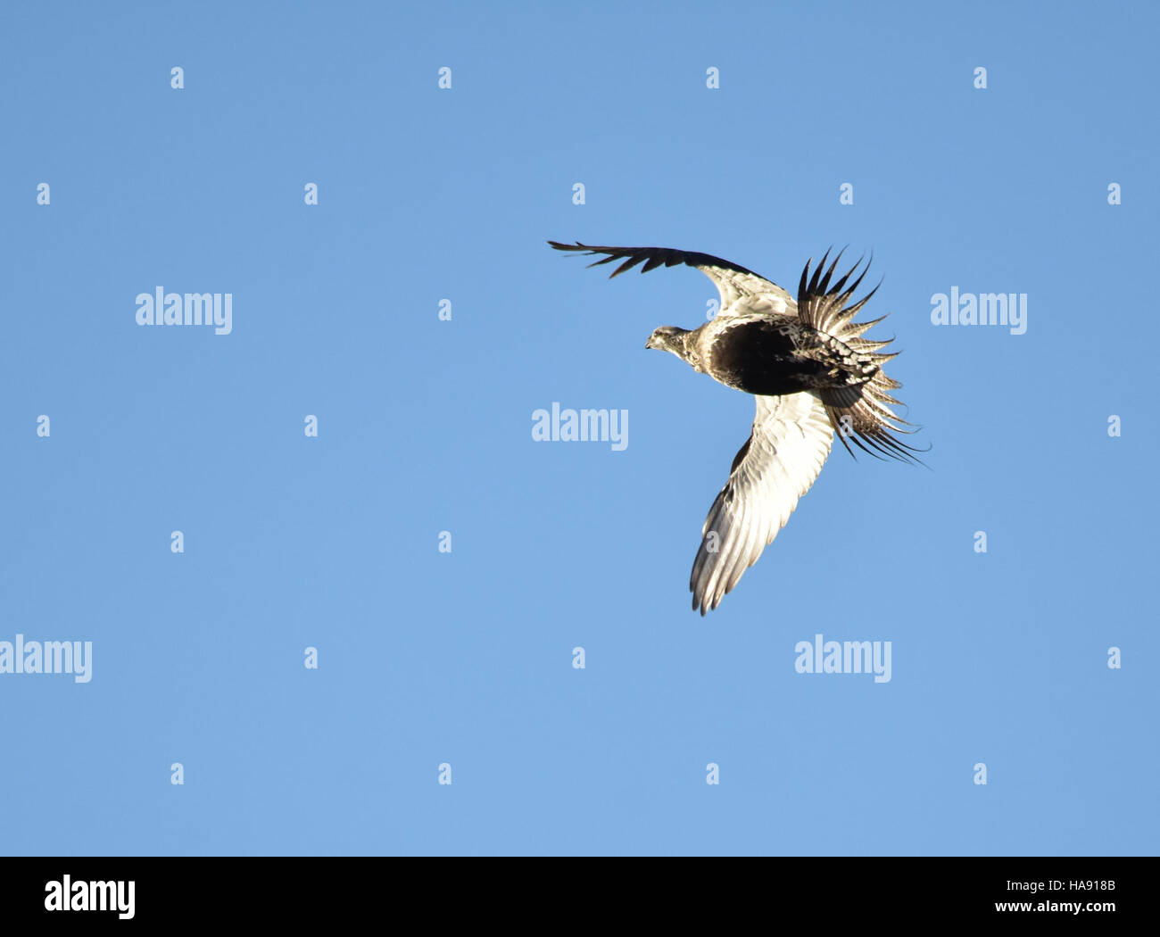 La Greater Sage-Grouse, una specie di interesse per la conservazione, si trova all'interno del Seedskadee National Wildlife Refuge. Gli sforzi di conservazione si concentrano sulla protezione dell'habitat di questo uccello e sulla garanzia della sopravvivenza della sua popolazione in natura. Foto Stock