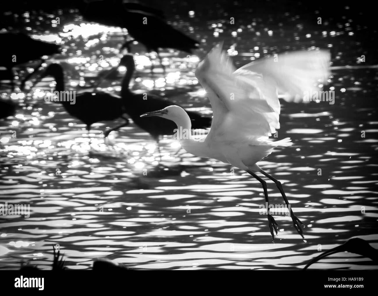 Un rapace "Angel in Flight" cattura l'essenza della fauna selvatica nei parchi nazionali. Questi potenti uccelli sono parte integrante della salute degli ecosistemi del parco, spesso simboleggiano la forza e la libertà in natura. Foto Stock