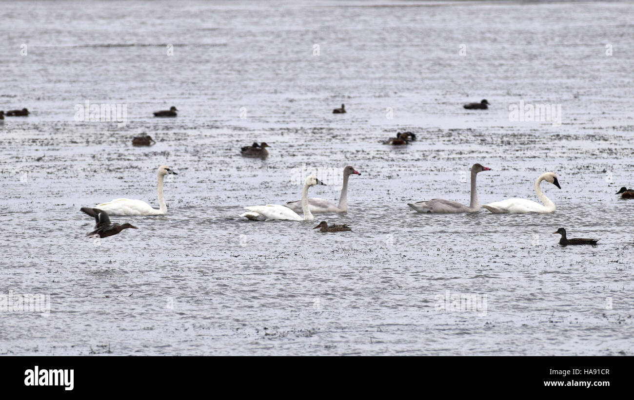 30318800542 usfwsmtnprairie Tundra cigni a J. Clark Salyer NWR Foto Stock