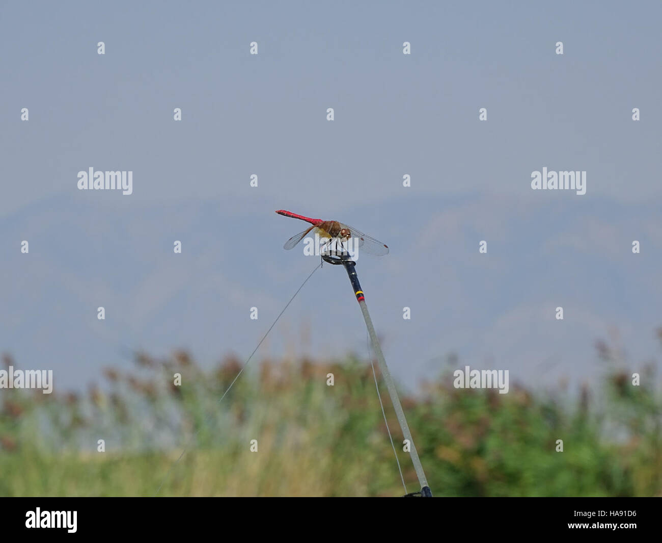 Un raro avvistamento di un trifoglio a quattro foglie in un parco nazionale simboleggia la fortuna. La specie vegetale è un simbolo di speranza e abbondanza ambientale, fiorente negli ambienti naturali del parco negli Stati Uniti. Foto Stock