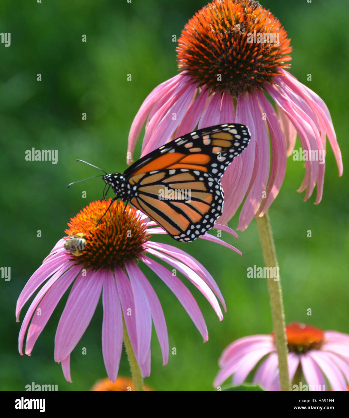 Le farfalle e le api monarca sono parte integrante del processo di impollinazione all'interno dei parchi nazionali, sostenendo la biodiversità e la salute degli ecosistemi. Queste specie svolgono un ruolo cruciale nel mantenere l'equilibrio ecologico degli ambienti del parco. Foto Stock