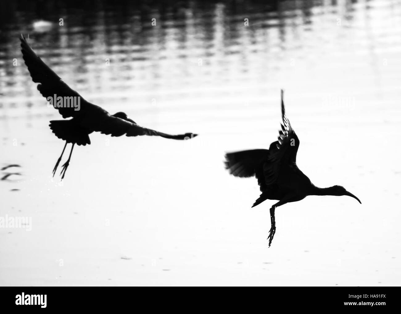 Questa immagine evidenzia un momento di interazione animale, dove un animale afferma la sua presenza, un ricordo dei comportamenti naturali osservati nella fauna selvatica all'interno dei parchi nazionali. Queste interazioni fanno parte delle complesse dinamiche sociali delle specie nei loro ecosistemi. Foto Stock