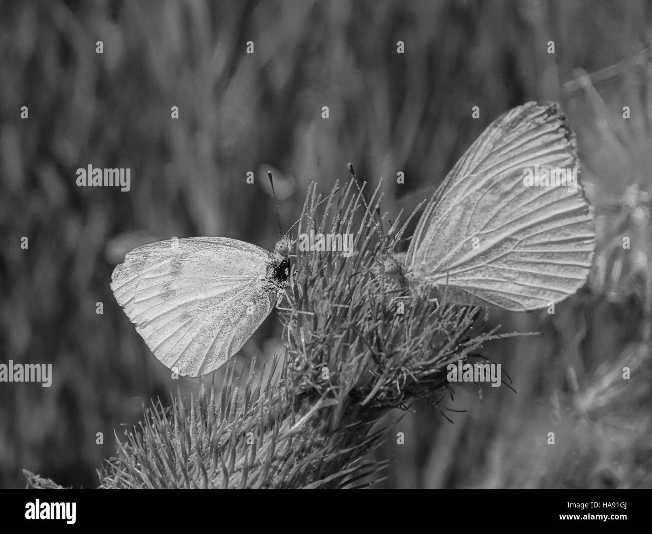 Una foto che mostra due uccelli su un ramo, scattata in un parco nazionale durante un evento di osservazione della fauna selvatica, evidenziando la diversità delle specie e l'importanza degli sforzi di conservazione. Foto Stock