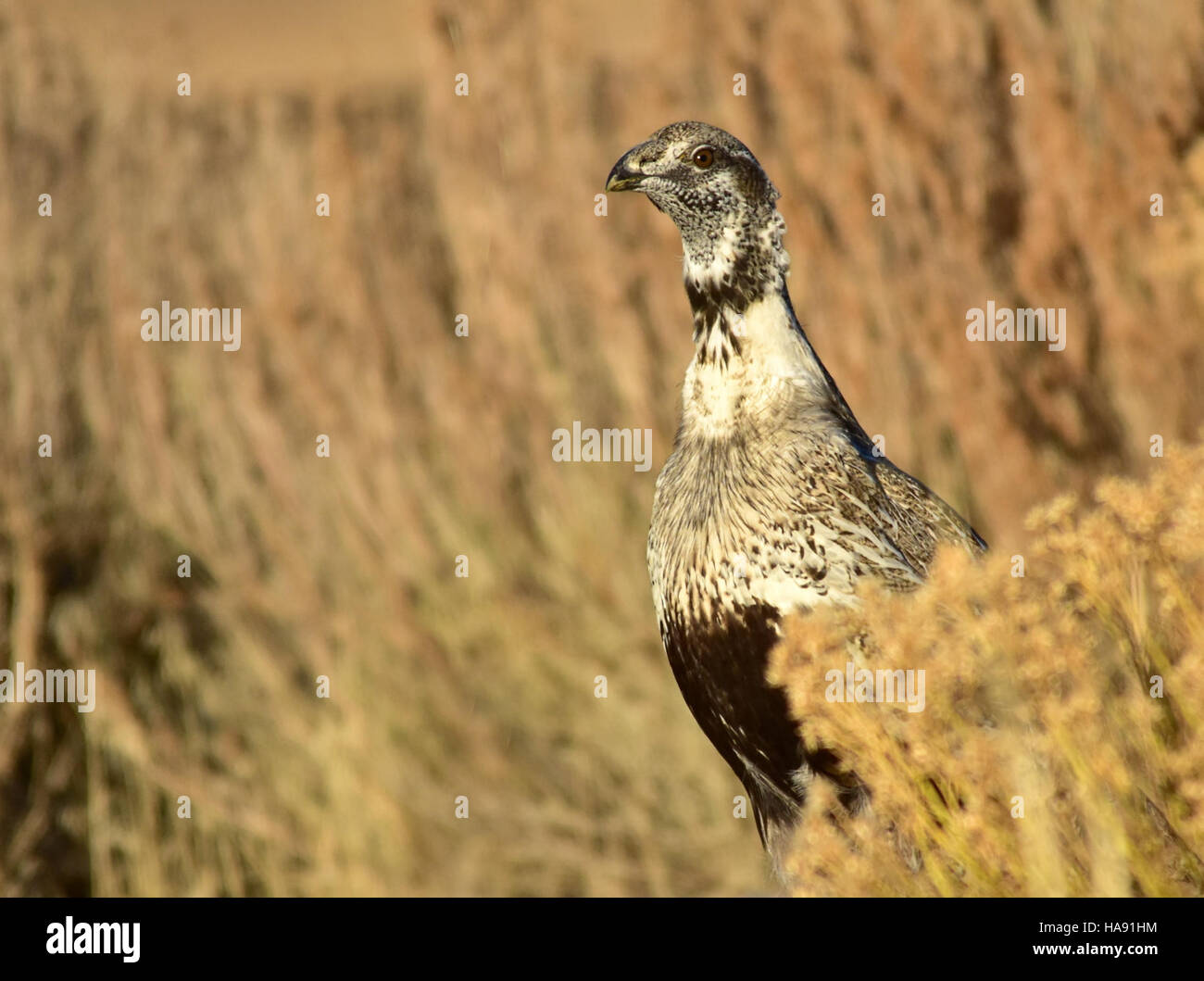 La Greater Sage-Grouse è una specie chiave che si trova al Seedskadee National Wildlife Refuge nel Wyoming. Il rifugio fornisce un habitat critico per questa specie di uccelli a rischio, sottolineando l'importanza degli sforzi di conservazione per proteggere gli ecosistemi di spazzolina. Foto Stock