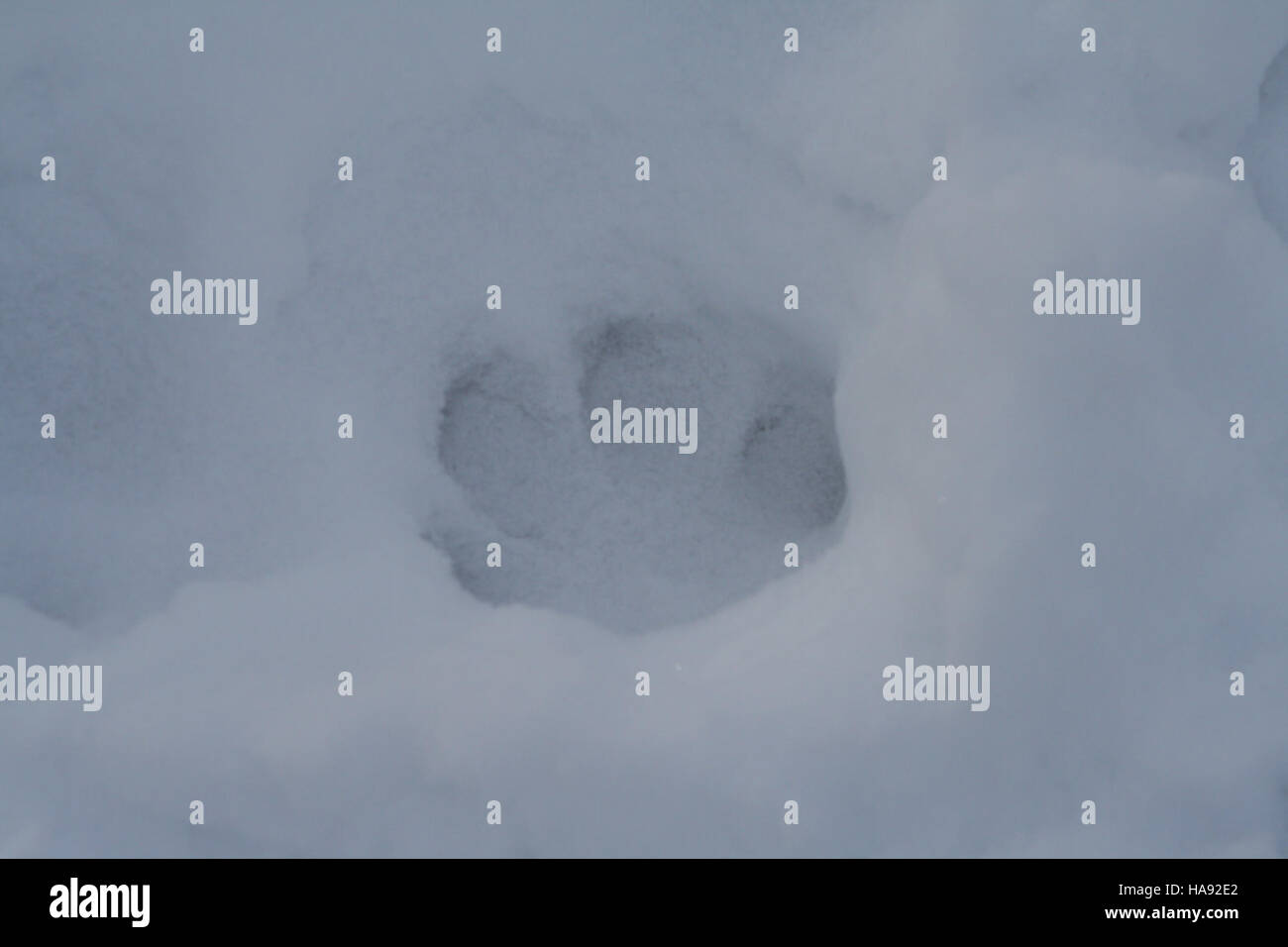 Una pista di bobcat sulla neve al rifugio Lee Metcalf cattura un momento di attività faunistica in un'area protetta. Questa immagine evidenzia l'importanza della conservazione della fauna selvatica e degli sforzi di tracciamento all'interno dei parchi nazionali e dei rifugi per la fauna selvatica. Foto Stock