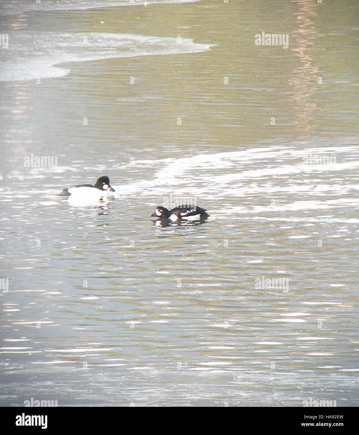 Le anatre Barrow e Common GoldenEye sono osservate in natura, abitando zone umide e ambienti acquatici. Queste specie sono note per il loro piumaggio distinto e si trovano comunemente nei parchi nazionali durante i periodi di migrazione. Foto Stock