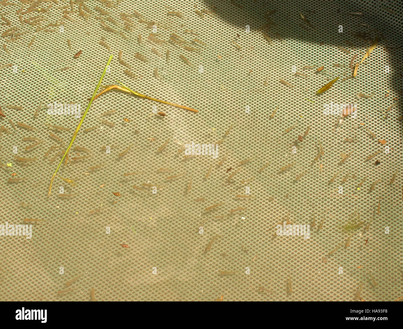 I giovani succhierini di giugno vengono campionati per lo studio scientifico negli ecosistemi dei parchi nazionali per monitorare la loro popolazione e la loro salute. Questa ricerca è fondamentale per comprendere il comportamento e i modelli di crescita delle specie, garantendo la sopravvivenza a lungo termine di questa specie ittica in via di estinzione. Gli sforzi di conservazione si concentrano sulla protezione dei loro habitat naturali e sull'affrontare le minacce per la loro popolazione. Foto Stock