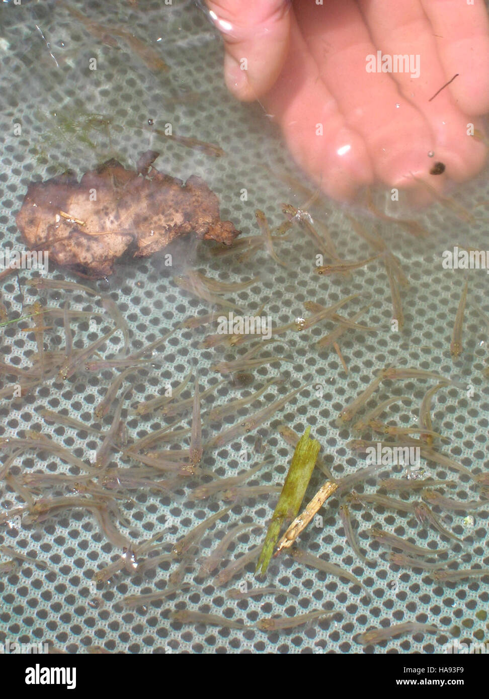 I giovani June Suckers vengono campionati in un parco nazionale per monitorare la loro salute e la popolazione. Il June Sucker è una specie a rischio di estinzione, e questo campionamento supporta gli sforzi per ripristinare e proteggere la specie in natura. Foto Stock