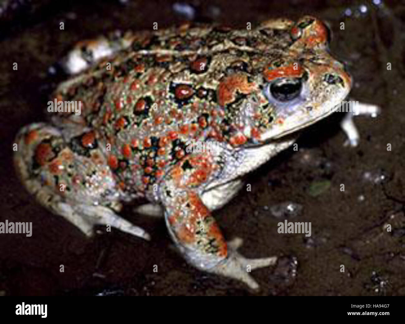 7046220291 usfwsmtnprairie rospo boreale (Anaxyrus boreas) Foto Stock