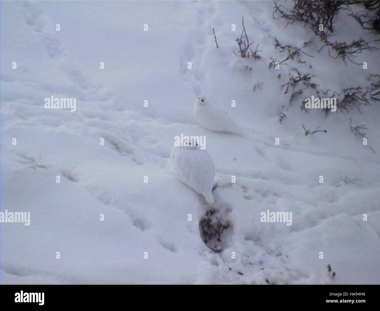 Questa foto mostra due Ptarmigan dalla coda bianca, una specie di uccelli che si trova nelle regioni alpine del Nord America. Sono mostrati nel loro habitat naturale, possibilmente all'interno di un parco nazionale. I ptarmigani sono noti per i loro cambiamenti stagionali del piumaggio e per la loro capacità di prosperare in ambienti freddi. Foto Stock