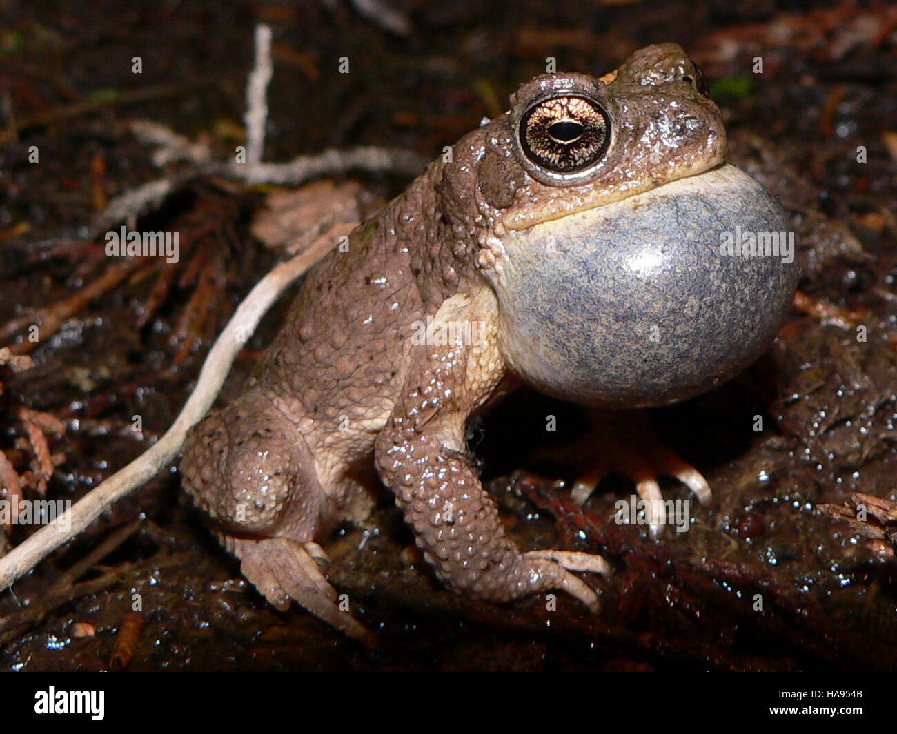 Il rospo maculato rosso si trova nel Red Hills National Park, contribuendo alla biodiversità del parco. Il suo habitat, una componente chiave dell'ecosistema locale, è monitorato per gli sforzi di conservazione. Foto Stock