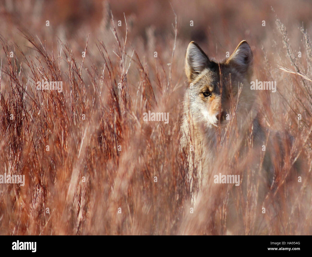 Questa immagine presenta un coyote nel Parco Nazionale delle Red Hills, che si fonde perfettamente con l'erba Little Bluestem. Il parco è un paradiso per la fauna selvatica e fornisce habitat critici per specie come il coyote. Foto Stock
