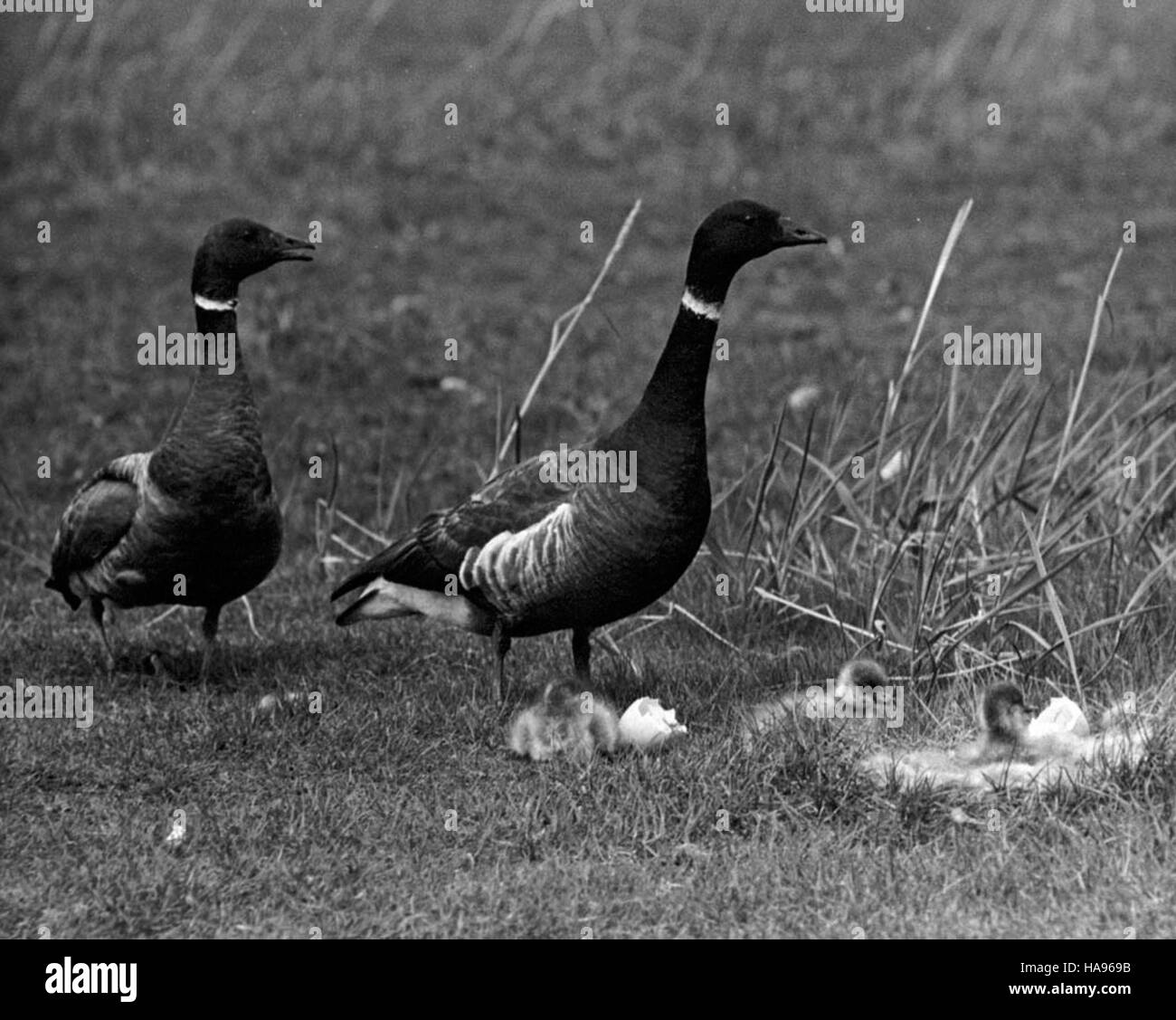 Il Brant (Branta bernicla) è una specie di oca che migra in tutto il Nord America. Gli sforzi di conservazione del parco nazionale mirano a proteggere le rotte migratorie e preservare gli habitat di queste e di altre specie di uccelli migratori. Foto Stock