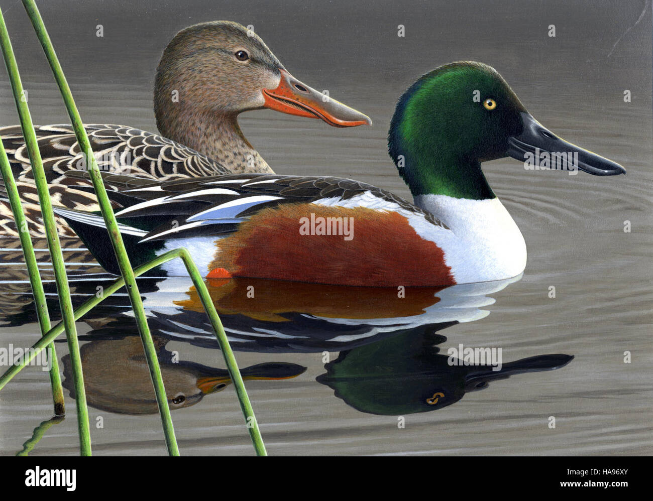 Lo U.S. Fish and Wildlife Service (USFWS) Migratory Bird Hunting and Conservation Stamp del 2012, spesso noto come "Duck Stamp", mostra le opere d'arte del concorso annuale. Questo design vincitore del secondo posto celebra gli sforzi per la conservazione degli uccelli acquatici e gli habitat degli uccelli migratori. Foto Stock