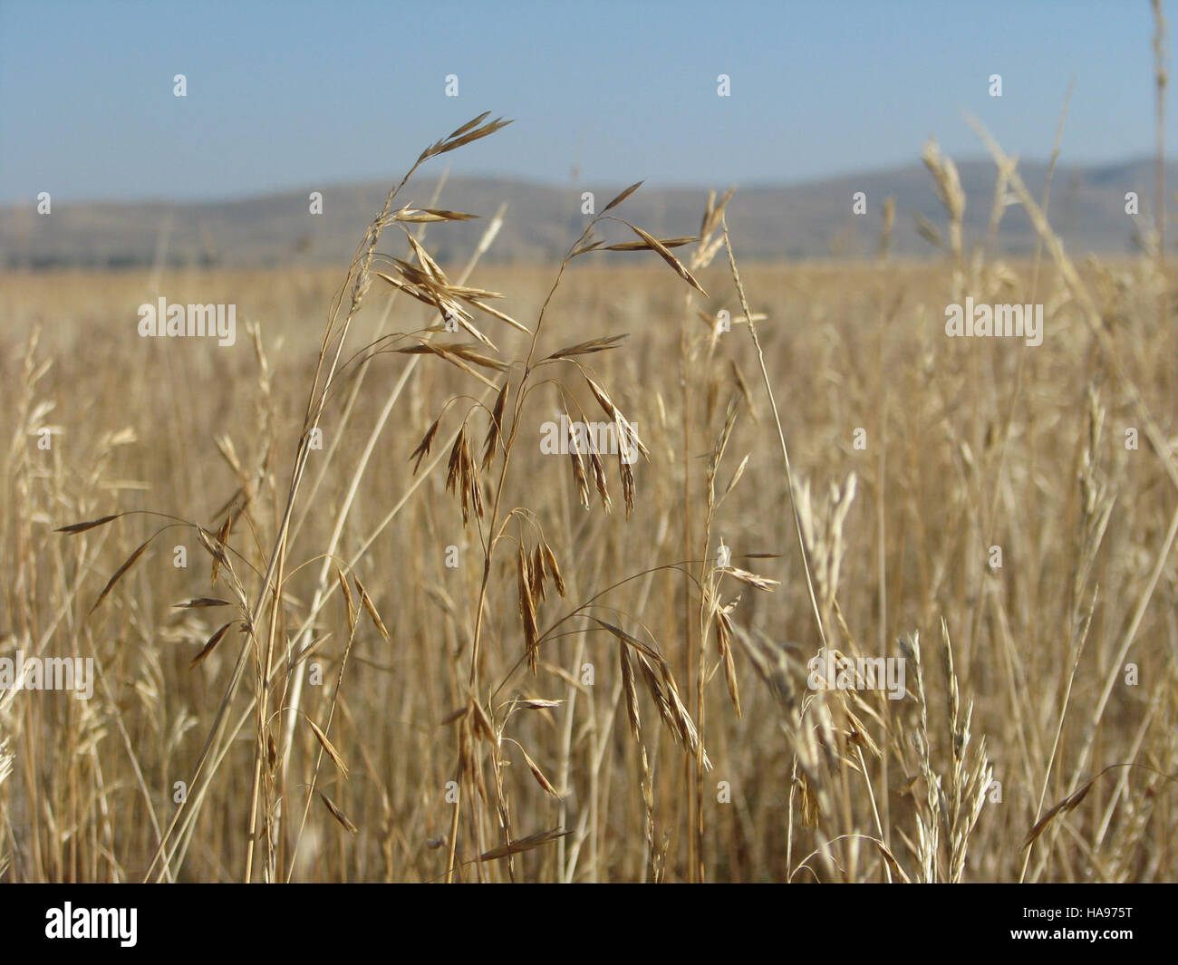 Questa immagine mostra una specie di erba perenne, comunemente presente nelle regioni della prateria montana, evidenziando la sua importanza nella diversità dell'ecosistema. Foto Stock