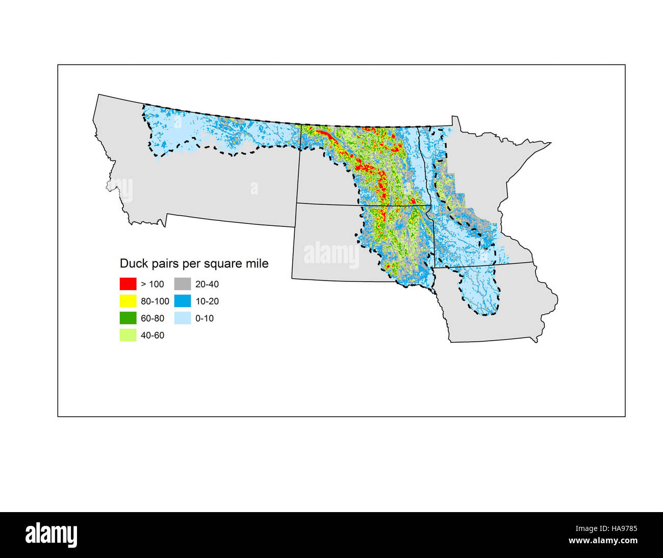 8158539482 usfwsmtnprairie noi densità d'anatra per miglio quadrato Foto Stock