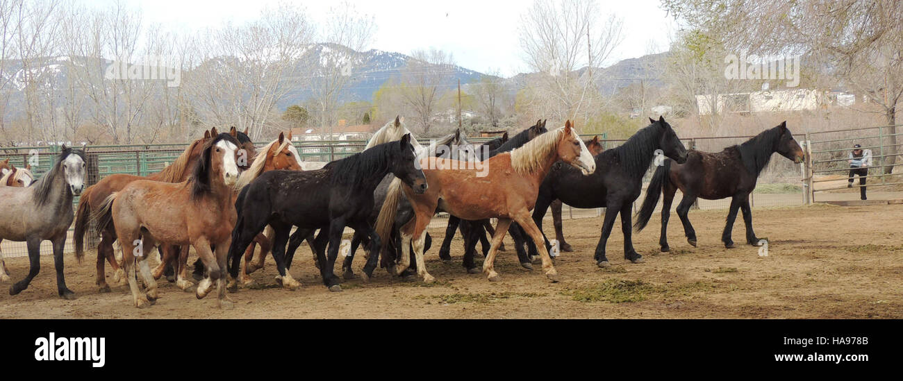 Questa immagine mostra i borchie Diamond Complex, che mostrano un evento vivace o una sfilata che passa accanto al luogo. La scena cattura l'energia del momento, probabilmente in occasione di un evento culturale o storico in Nevada. Foto Stock