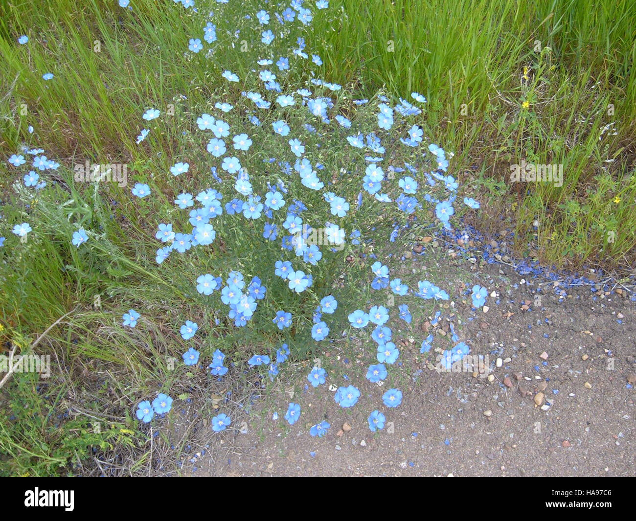 Il lino blu, una pianta fiorita che si trova in Nord America, è noto per i suoi delicati petali blu. Questa specie si trova comunemente nelle praterie ed è una parte importante degli ecosistemi locali. Foto Stock