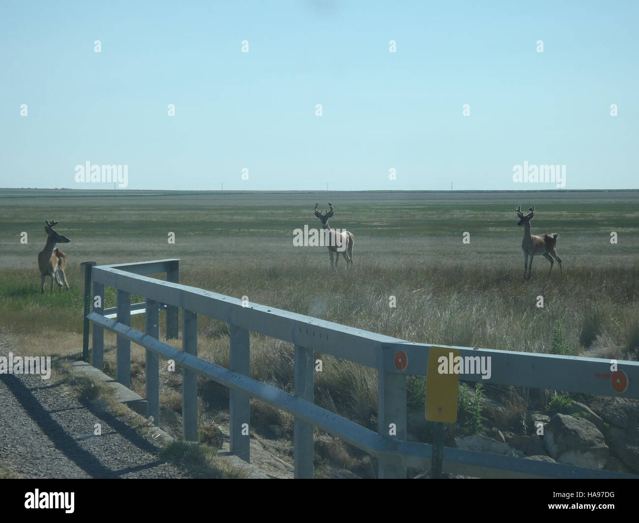 Questa immagine presenta un cervo dalla coda bianca (Odocoileus virginianus), una specie originaria del Nord America. Il cervo si trova spesso nelle foreste, nelle praterie e nelle aree boschive. Nota per la sua caratteristica coda bianca, questa specie gioca un ruolo cruciale nel suo ecosistema sia come erbivoro che come preda dei predatori. È un soggetto comune nella fotografia naturalistica. Foto Stock