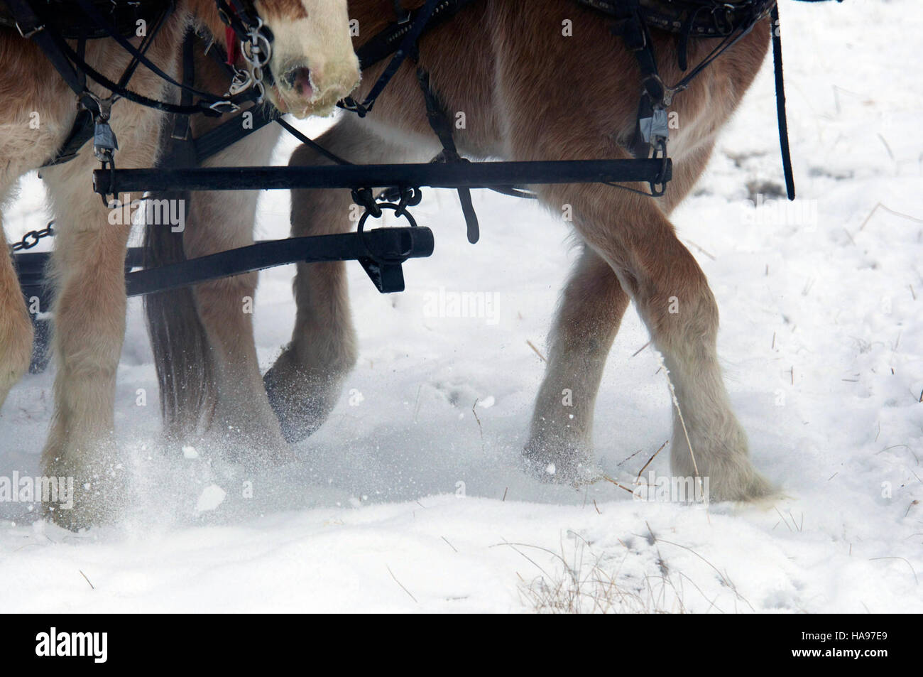 Questa fotografia mostra una squadra di cavalli da tiro, allevati per trainare carichi pesanti. L'immagine cattura la forza e la resistenza di questi cavalli, dimostrando storicamente il loro ruolo vitale nell'agricoltura e nei trasporti. Foto Stock