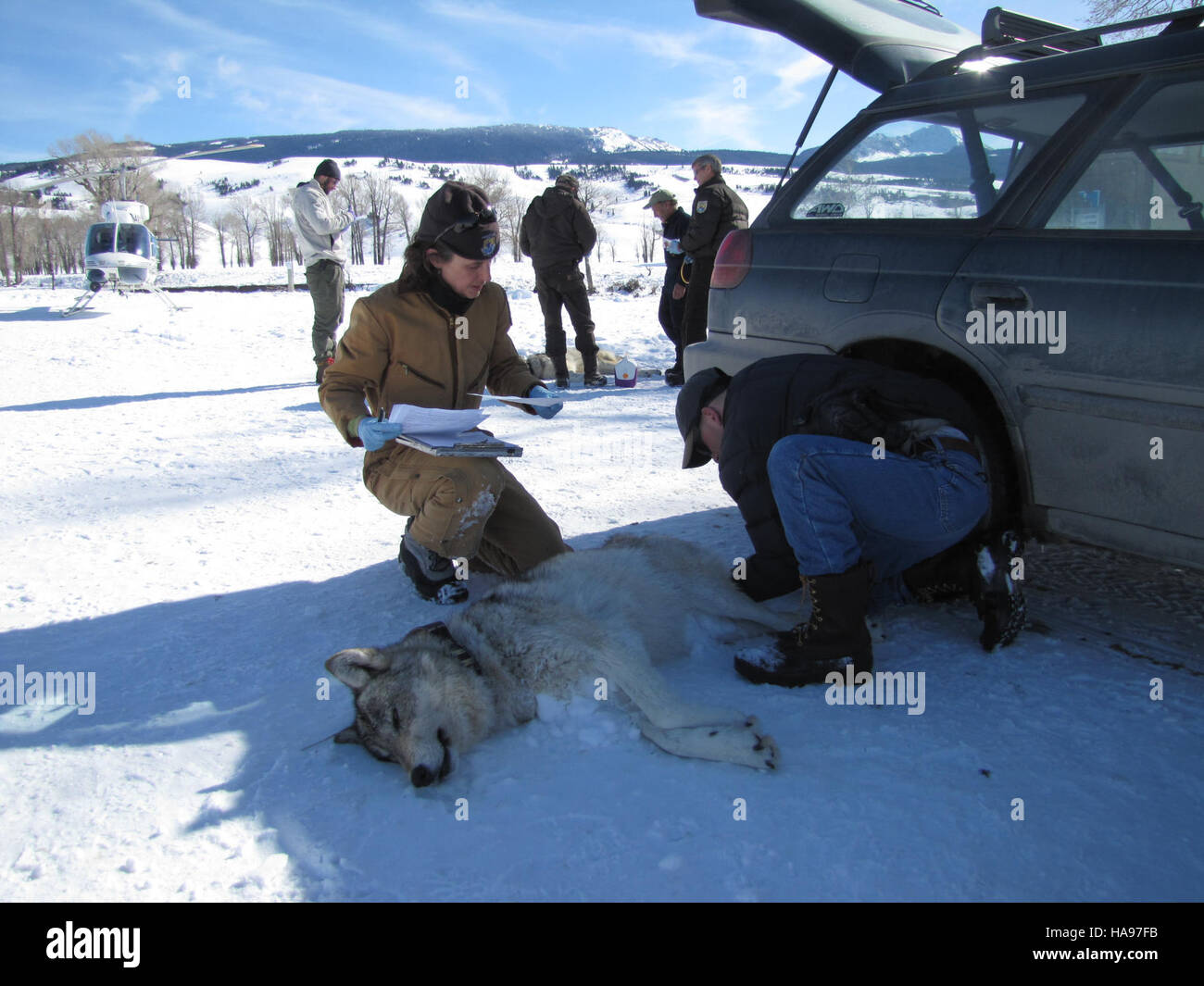 Questa voce, "usfwsmtnprairie 8490071206", registra i dati relativi al monitoraggio della fauna selvatica nella regione di Mountain Prairie. I dati sono probabilmente utilizzati a fini di conservazione, concentrandosi sulla biodiversità e sul monitoraggio ambientale della zona. Foto Stock
