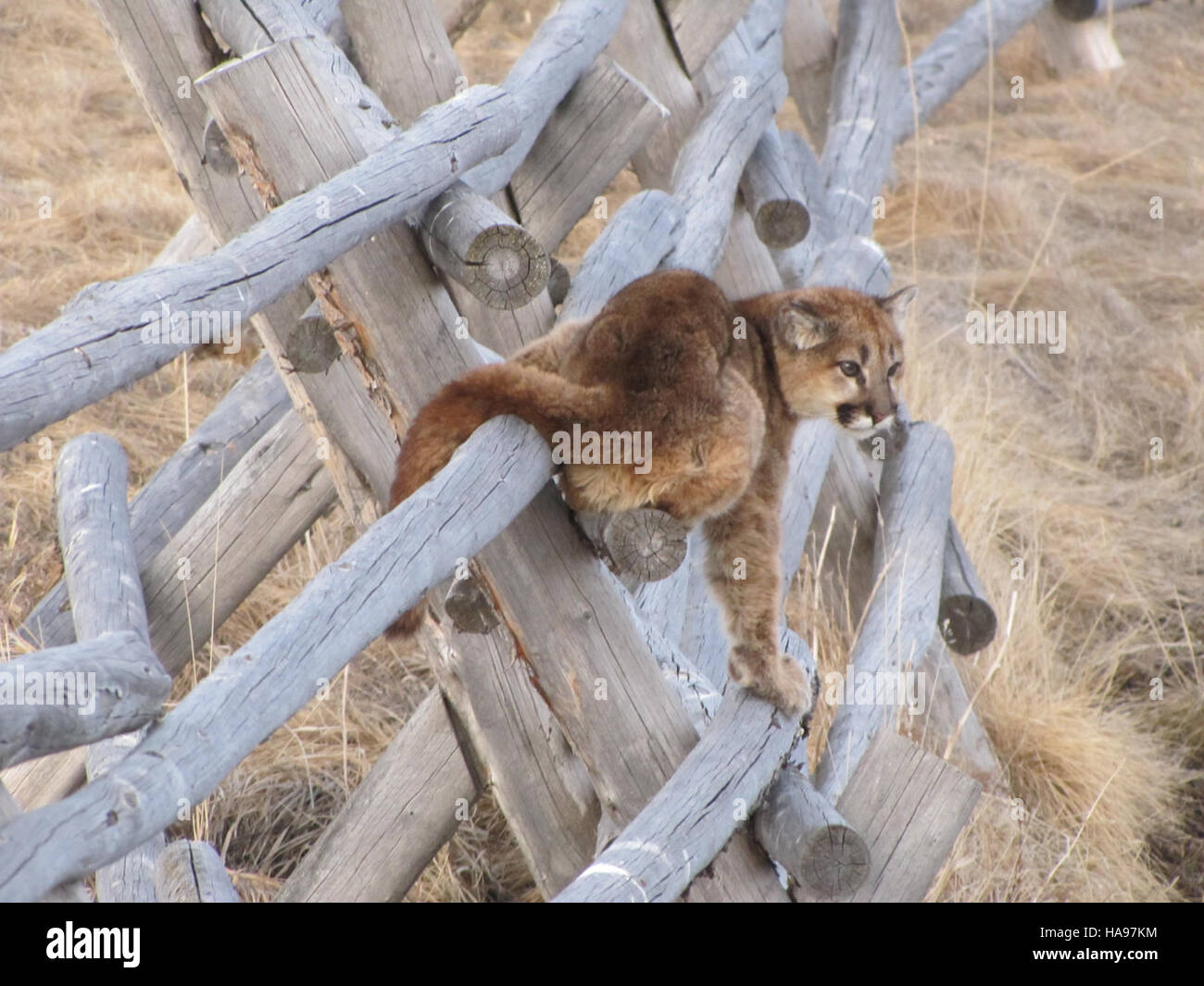 L'immagine intitolata i Don't Like This Game è parte di una collezione che ritrae un sentimento o una reazione personali, potenzialmente da una prospettiva culturale o artistica. Questa opera fa parte di una serie che esplora temi di cambiamento ed emozione. Foto Stock