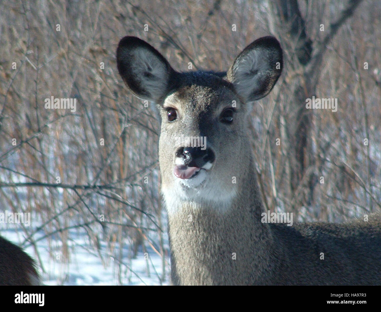 "Oh Deer" è una fotografia della collezione USFWS Mountain Prairie, che cattura il movimento aggraziato e la bellezza naturale dei cervi nel loro habitat nativo. L'immagine enfatizza l'osservazione della fauna selvatica e gli sforzi di conservazione. Foto Stock