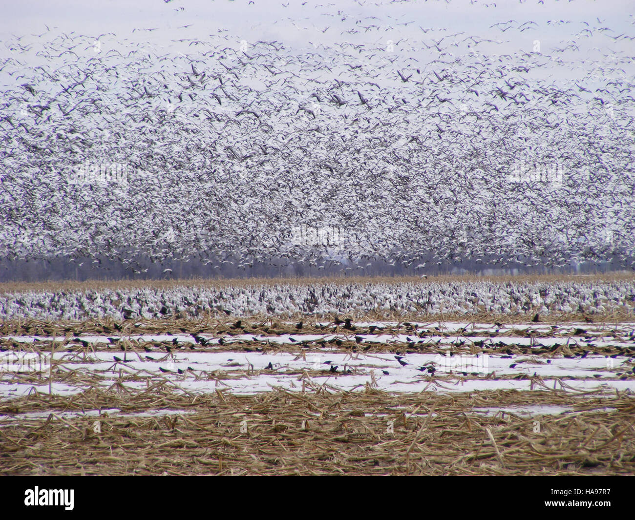 L'immagine, etichettata come "usfwsmtnprairie 8662526603", presenta una scena ambientale della regione di Mountain Prairie gestita dal servizio ittico e naturalistico degli Stati Uniti. L'immagine si concentra sulla vasta biodiversità e la varietà di specie presenti in questa area protetta, sottolineando l'importanza della conservazione della fauna selvatica. Foto Stock