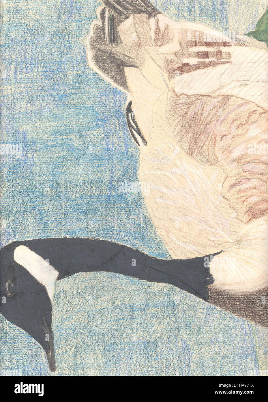 Questa fotografia, intitolata "Lauren Coffin-Group 3, 3rd Place", mostra un ingresso al concorso di fotografia di fauna selvatica. La foto cattura la bellezza e l'essenza naturale del soggetto in un ambiente mozzafiato, riflettendo il talento di Lauren Coffin nel catturare i momenti della fauna selvatica. Foto Stock