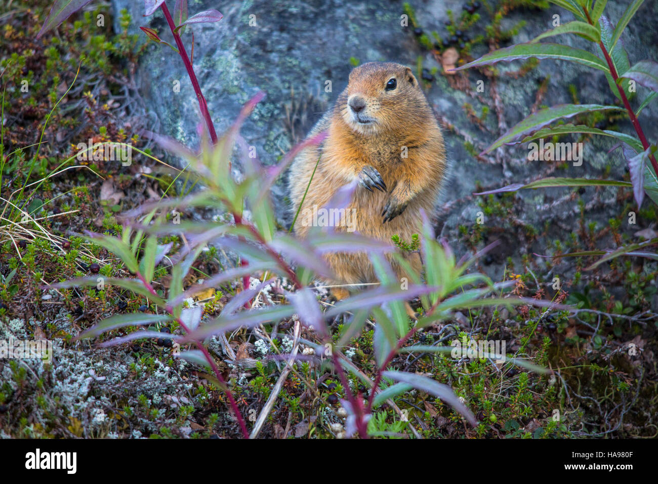 Una fotografia che mostra uno scoiattolo artico (Spermophilus parryii) nel suo habitat naturale. Nota per essere sopravvissuta alle dure condizioni dell'Artico, questa specie è una parte vitale dell'ecosistema, adattata all'ambiente freddo delle regioni settentrionali. Lo scoiattolo è spesso visto foraggiarsi durante i mesi estivi prima di andare in letargo in inverno. Foto Stock
