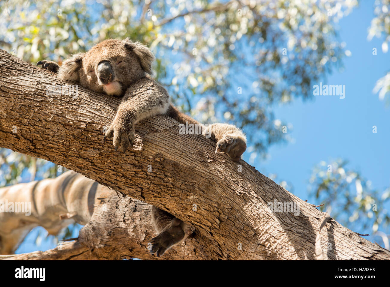 Un giovane koala maschio che riposa su un ramo di eucalipto nel bosco nativo australiano, Adelaide Hills, Australia meridionale. Foto Stock