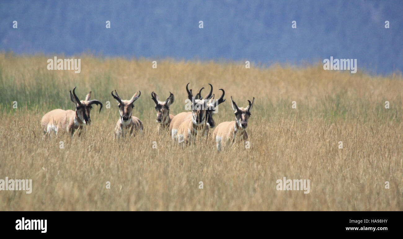 Comportamento di legame maschile osservato nella fauna selvatica all'interno di un parco nazionale, evidenziando le dinamiche sociali nelle specie animali. Foto Stock