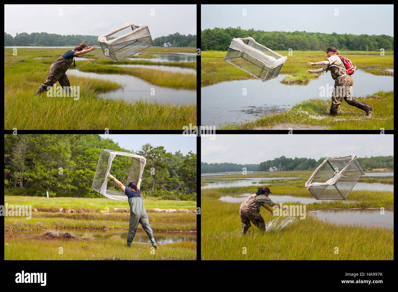 Questa foto mostra una tecnica di campionamento del necton utilizzata in un parco nazionale per monitorare la biodiversità acquatica. Il metodo della trappola di lancio fornisce dati preziosi sulla distribuzione delle specie e sulla salute degli ecosistemi acquatici. Foto Stock