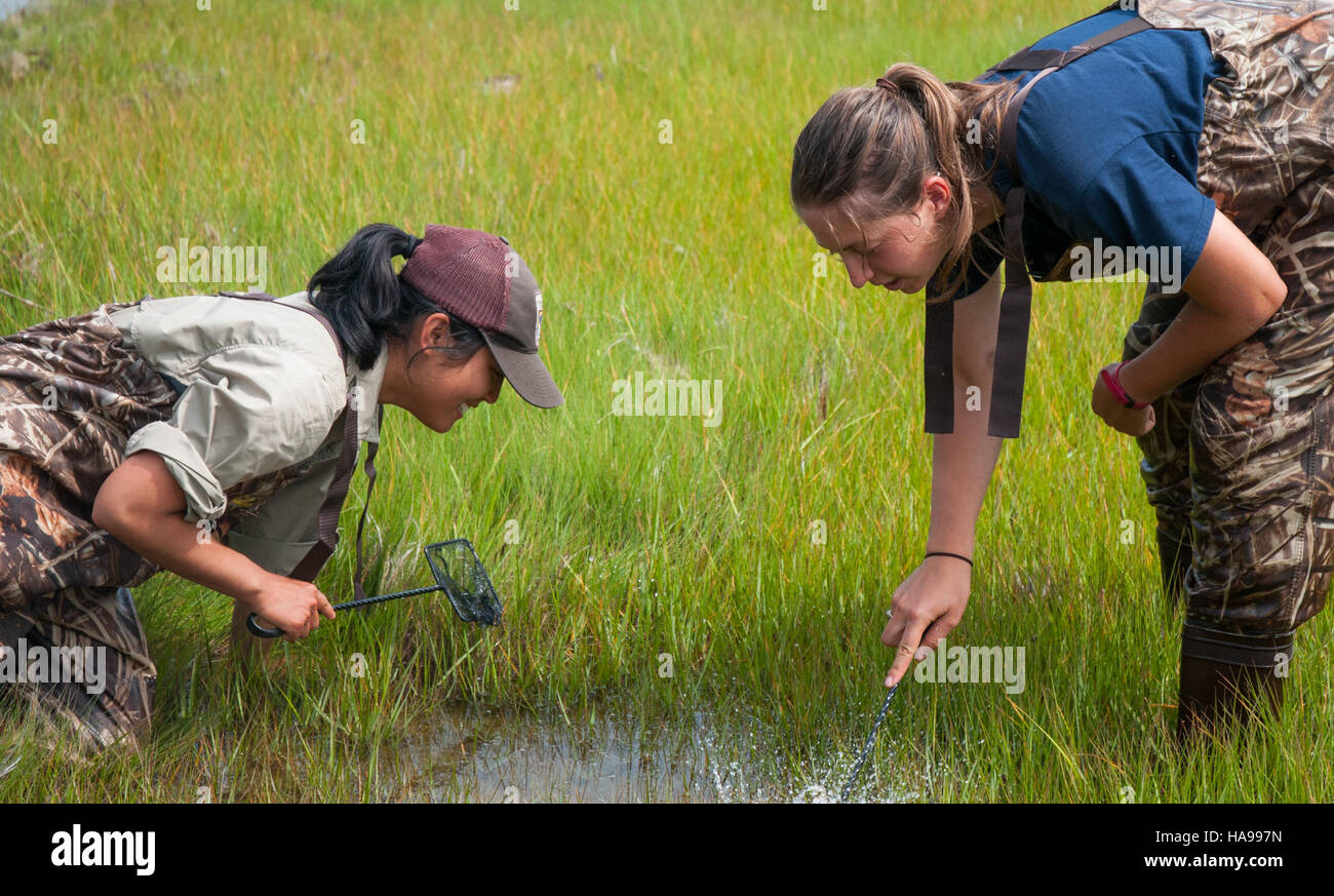 Il campionamento di Nekton nei parchi nazionali, come quelli gestiti dal servizio Fish and Wildlife (USFWS) degli Stati Uniti, si concentra sulla raccolta di dati sugli organismi acquatici, tra cui pesci, anfibi e altre specie. Questa ricerca è essenziale per comprendere gli ecosistemi acquatici e garantire la protezione delle specie minacciate o vulnerabili in tali ambienti. Foto Stock