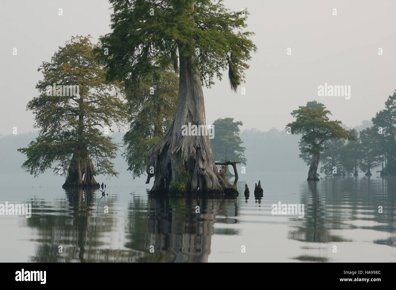Il Land and Water Conservation Fund celebra 50 anni di protezione delle risorse naturali, tra cui il Great Dismal Swamp National Wildlife Refuge in Virginia. Foto Stock