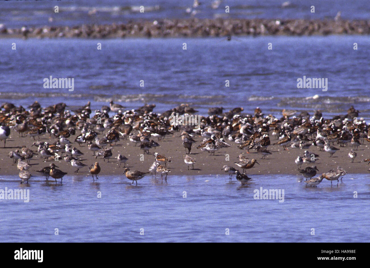 Il Land and Water Conservation Fund celebra 50 anni di conservazione di aree naturali vitali come il Cape May National Wildlife Refuge, New Jersey, fornendo habitat per la fauna selvatica e l'accesso pubblico agli spazi all'aperto. Foto Stock