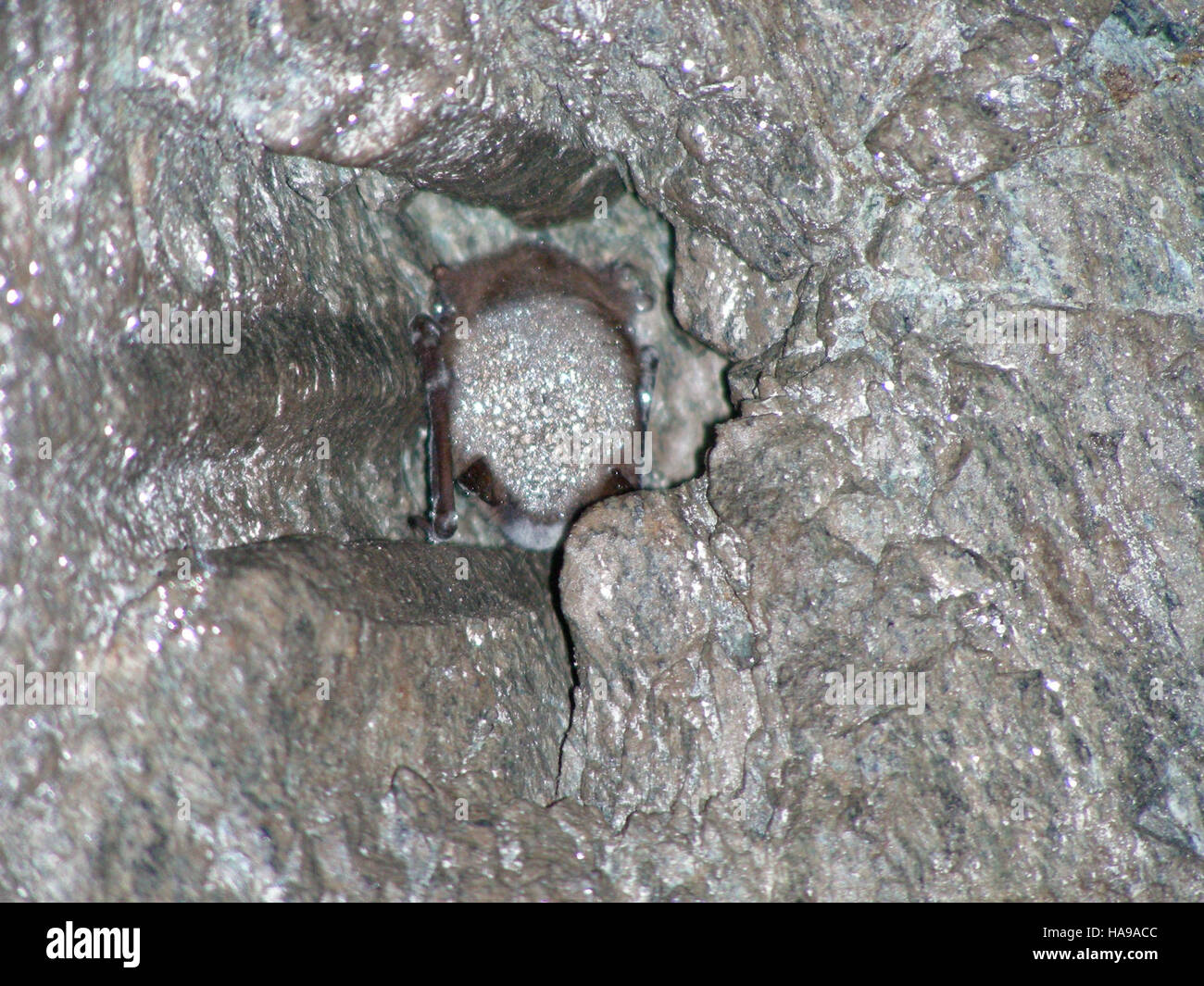 Un pipistrello colpito dalla sindrome del naso bianco, una malattia fungina che minaccia le popolazioni di pipistrelli in tutto il Nord America. L'immagine evidenzia l'importanza del monitoraggio e della conservazione delle specie di pipistrello nei parchi nazionali, cruciale per mantenere l'equilibrio dell'ecosistema. Foto Stock