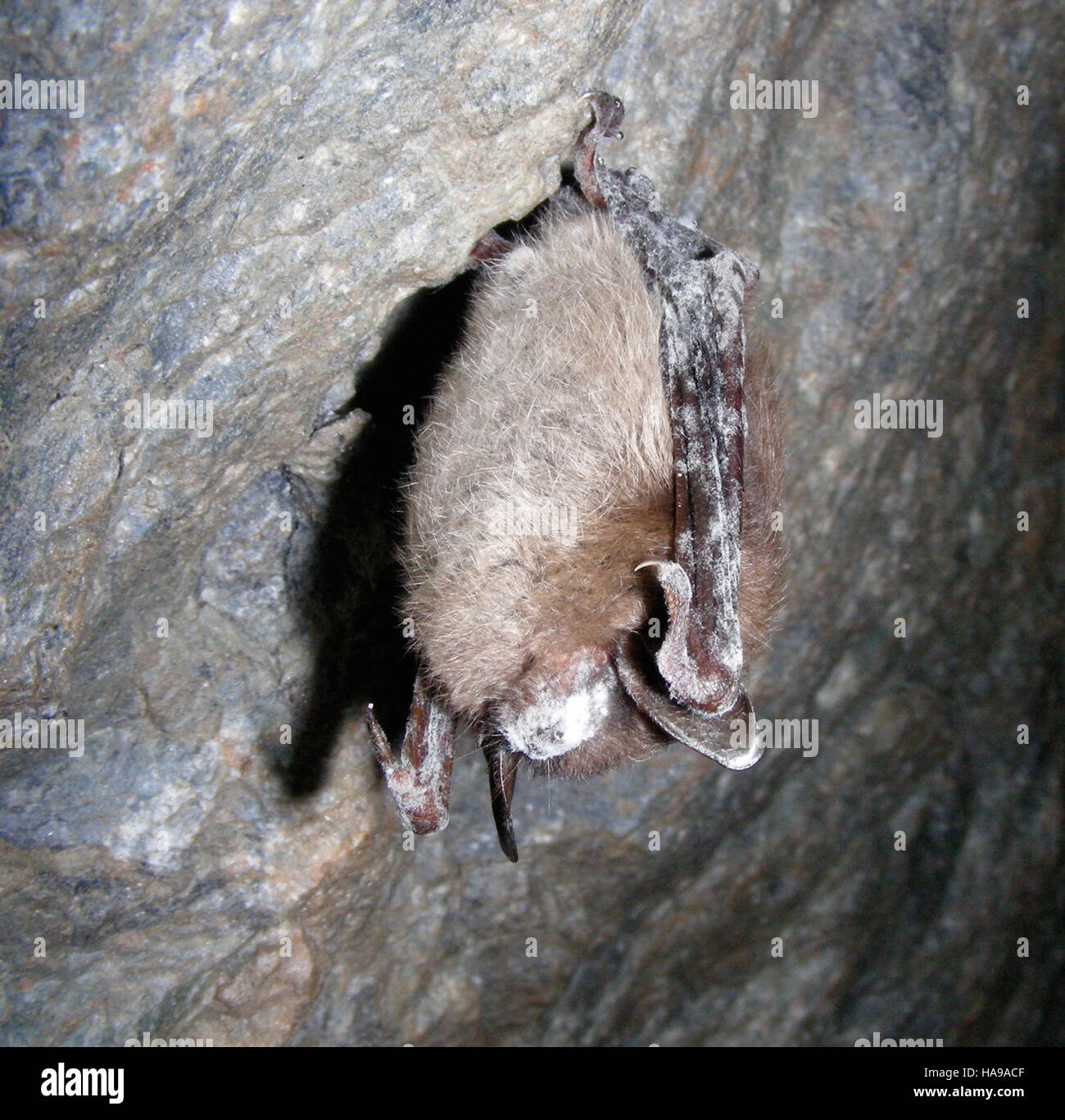 Un pipistrello che mostra i sintomi della sindrome del naso bianco, una malattia fungina che colpisce i pipistrelli, è osservato in un parco nazionale, evidenziando l'importanza del monitoraggio della fauna selvatica e gli sforzi di conservazione. Foto Stock
