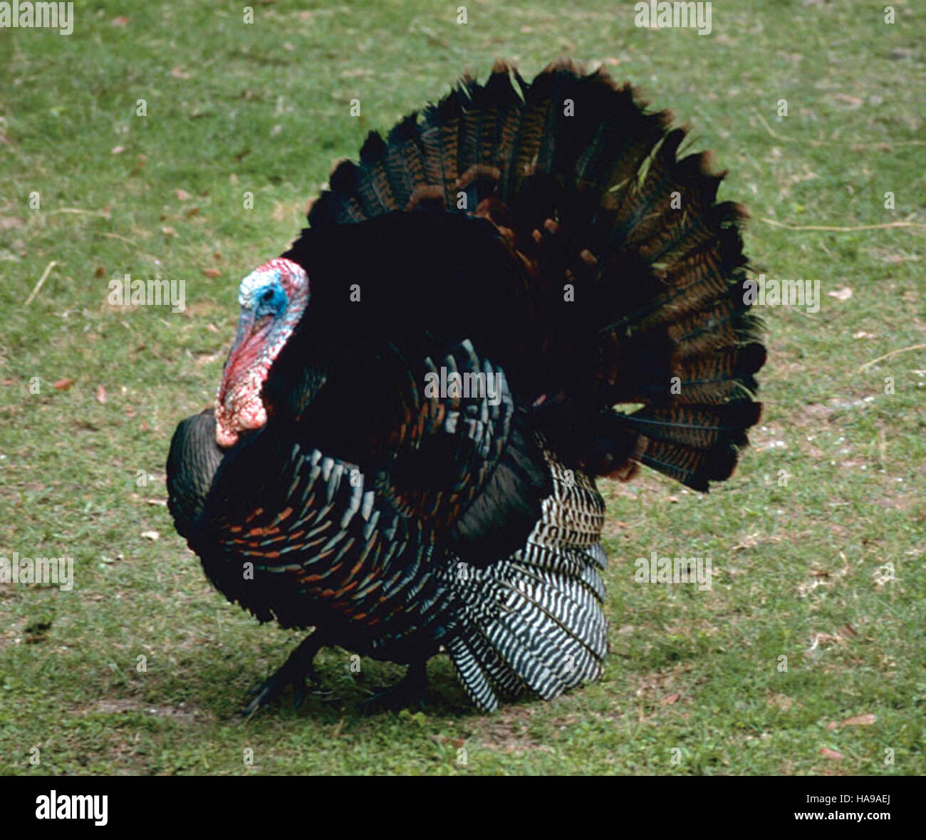 Un tacchino selvaggio viene catturato nel suo habitat naturale al Wallkill National Wildlife Refuge. Questo rifugio offre un rifugio sicuro per uccelli migratori e varie specie di animali selvatici. Foto Stock