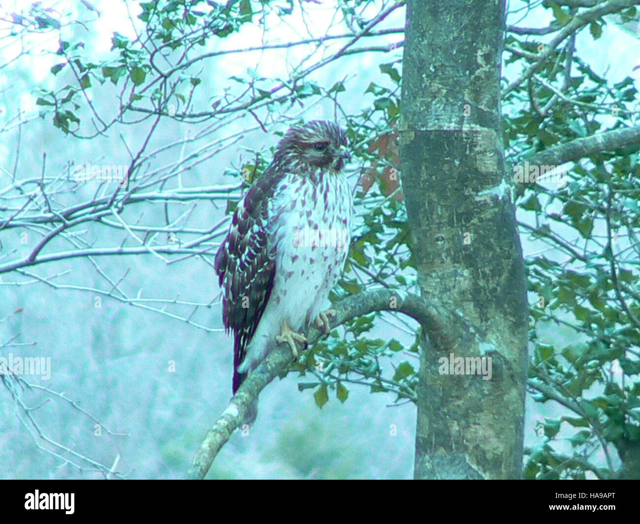 Il Falco dalle spalle rosse, catturato nel suo ambiente naturale, rappresenta la biodiversità protetta all'interno dei parchi nazionali. Noto per la sua caratteristica vocazione e il comportamento predatorio, questo uccello svolge un ruolo importante nella dinamica dell'ecosistema. Gli sforzi di conservazione si concentrano sul mantenimento di habitat per specie come il Falco dalle spalle rosse per garantire la loro sopravvivenza e salute in natura. Foto Stock