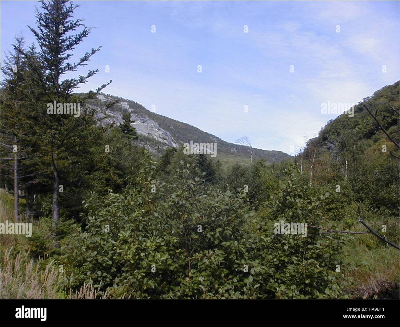 Le cime dei parchi nazionali degli Stati Uniti offrono habitat critici per varie specie, mostrando i diversi ecosistemi e il valore ambientale di queste aree protette. Foto Stock