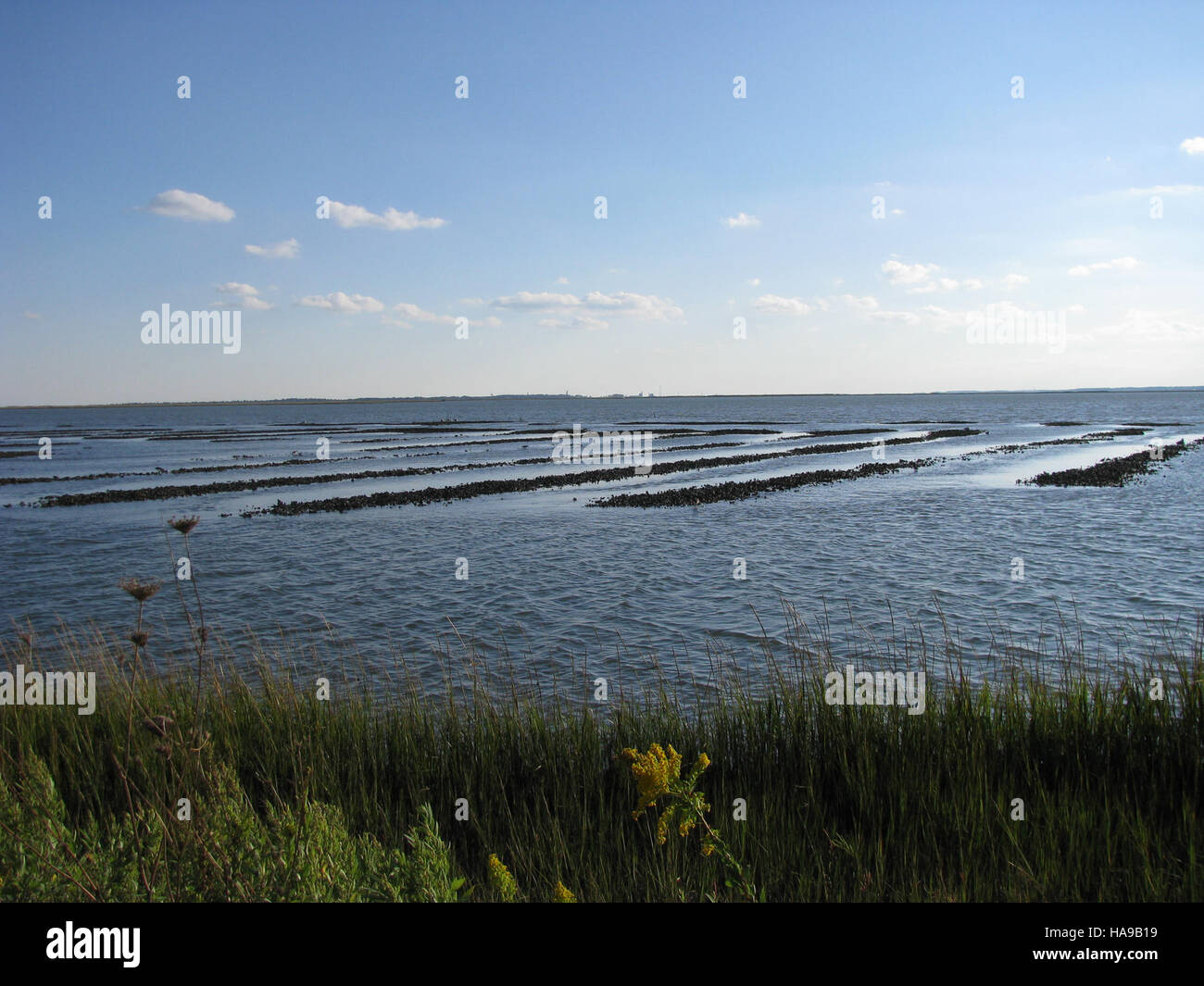 Il Chincoteague National Wildlife Refuge in Virginia è noto per la sua variegata fauna selvatica, tra cui uccelli migratori e pony, ed è un'importante area protetta gestita dal servizio ittico e faunistico degli Stati Uniti. Foto Stock