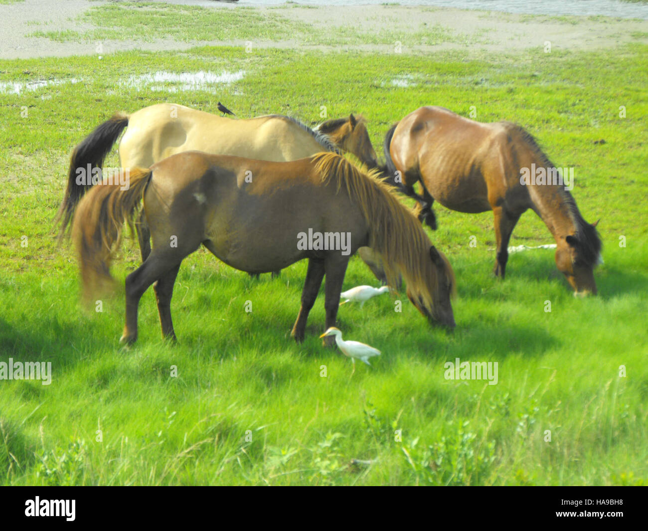 I pony Chincoteague sono una specie iconica di cavalli selvatici che si trovano nel Chincoteague National Wildlife Refuge. Coesistono con le aiuole di bestiame, una specie di uccelli che è comunemente vista accanto al bestiame. Il rifugio è noto per la sua ricca biodiversità e gli sforzi per la conservazione della fauna selvatica. Foto Stock