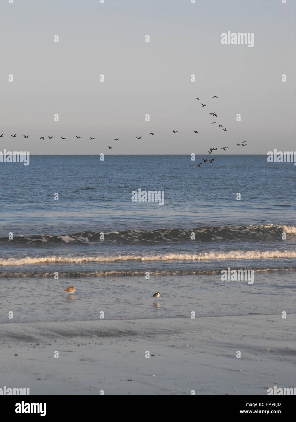 Questa immagine cattura la migrazione di uccelli su una spiaggia selvaggia in un parco nazionale, illustrando l'importanza di questi habitat per le specie migratorie. La foto evidenzia l'importanza di proteggere gli ecosistemi costieri e le specie che fanno affidamento su di essi. Foto Stock