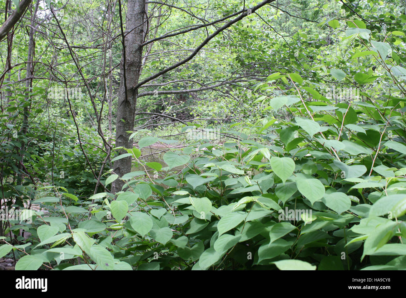 Il Knotweed giapponese è una specie di piante invasive che si trova in alcuni parchi nazionali. La sua rapida espansione minaccia la vegetazione locale e sconvolge gli ecosistemi locali, richiedendo sforzi mirati di gestione e controllo. Foto Stock