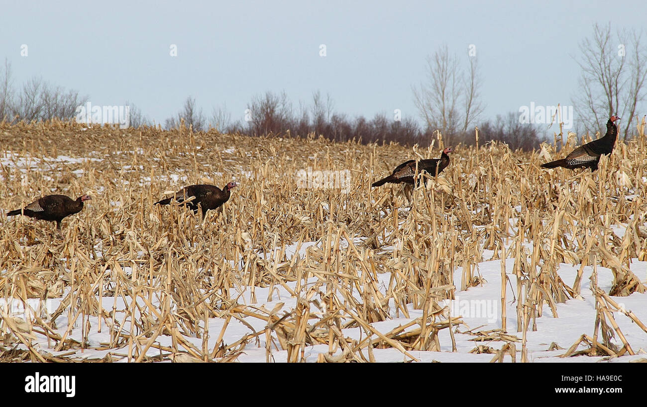 I tacchini selvatici sono alla ricerca di foraggi invernali in un parco nazionale. Questi uccelli si basano su fonti alimentari naturali, come semi e bacche, durante i mesi più freddi per la sopravvivenza. Il loro comportamento in inverno è essenziale per comprendere il loro ruolo nell'ecosistema. Foto Stock