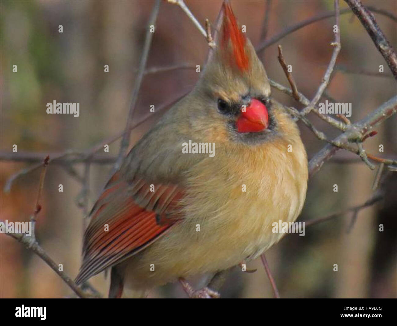 Una splendida fotografia di un cardinale femminile nel parco nazionale del Rhode Island, che mette in risalto la diversità e la bellezza aviaria del parco. Foto Stock