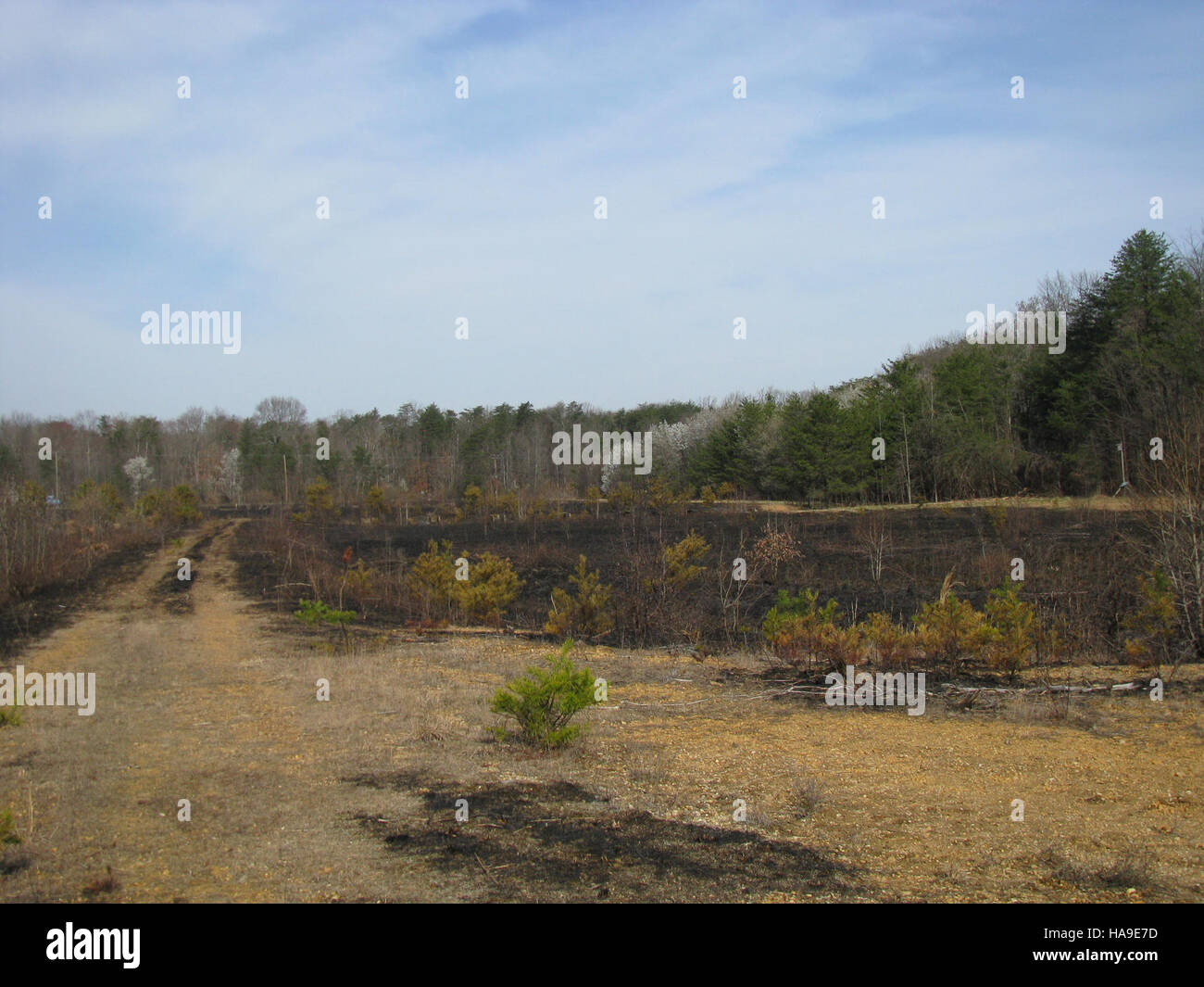 Un campo di prati nella regione nord-orientale mostra gli effetti di una combustione controllata, una pratica comune di gestione del territorio per incoraggiare la crescita delle specie autoctone, migliorare la salute del suolo e ridurre i rischi di incendio. Foto Stock
