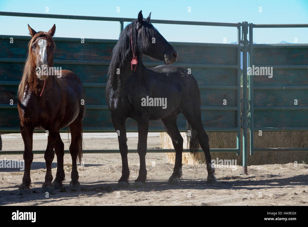 Il Bureau of Land Management lavora per gestire e proteggere le risorse naturali nei terreni pubblici, garantendo l'equilibrio tra fauna selvatica, flora e attività umane nei parchi nazionali e in altre aree pubbliche. Foto Stock