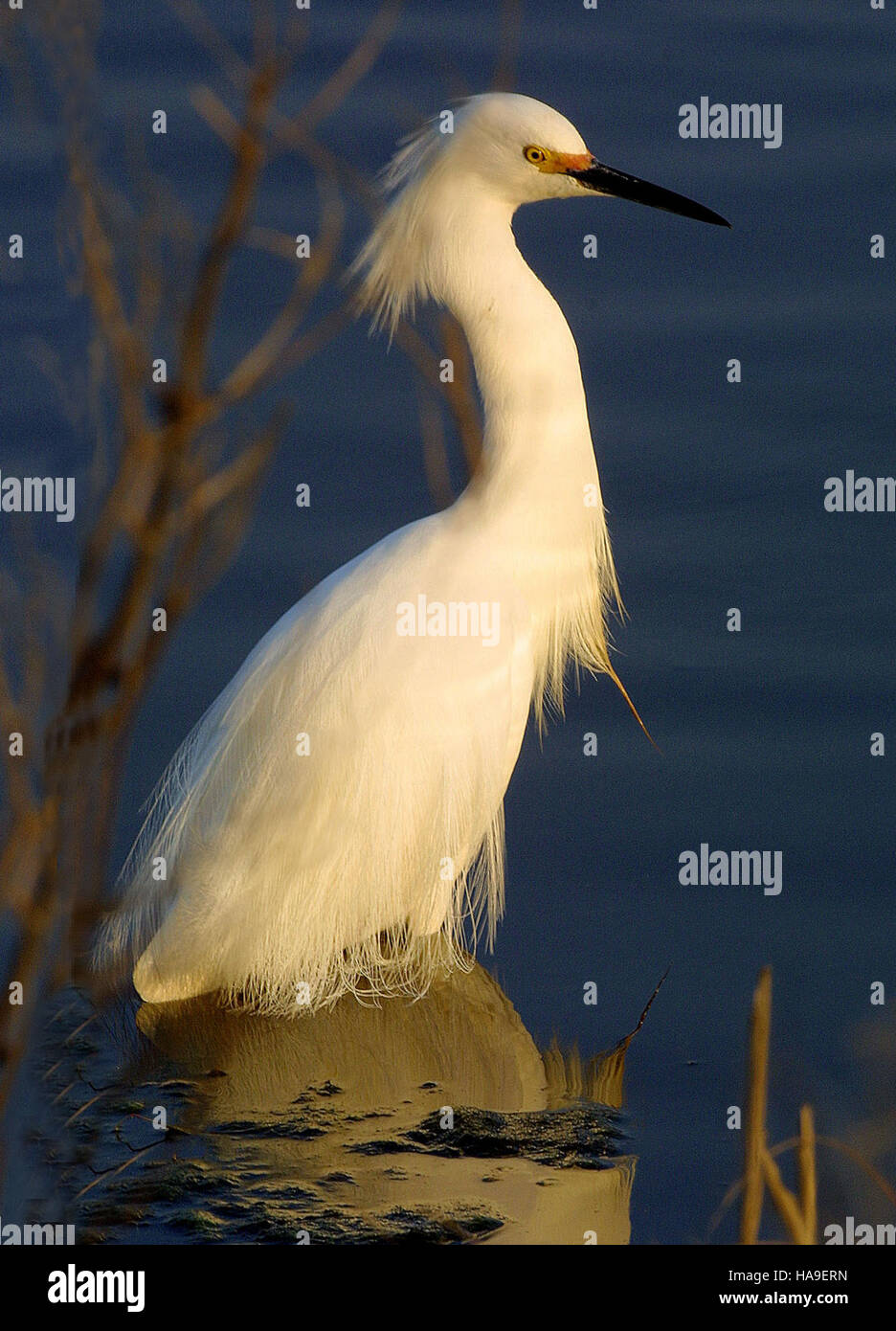 7679153554 usfwsnortheast Foto della settimana - Snowy Garzetta (PA) Foto Stock